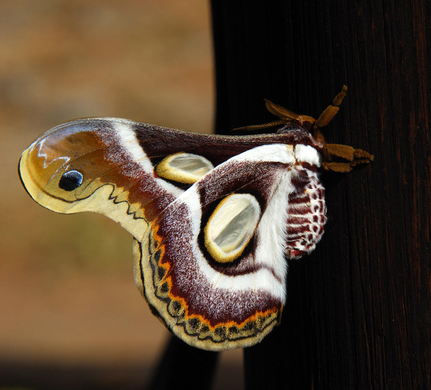  White Ringed Atlas Moth - Mozambique
