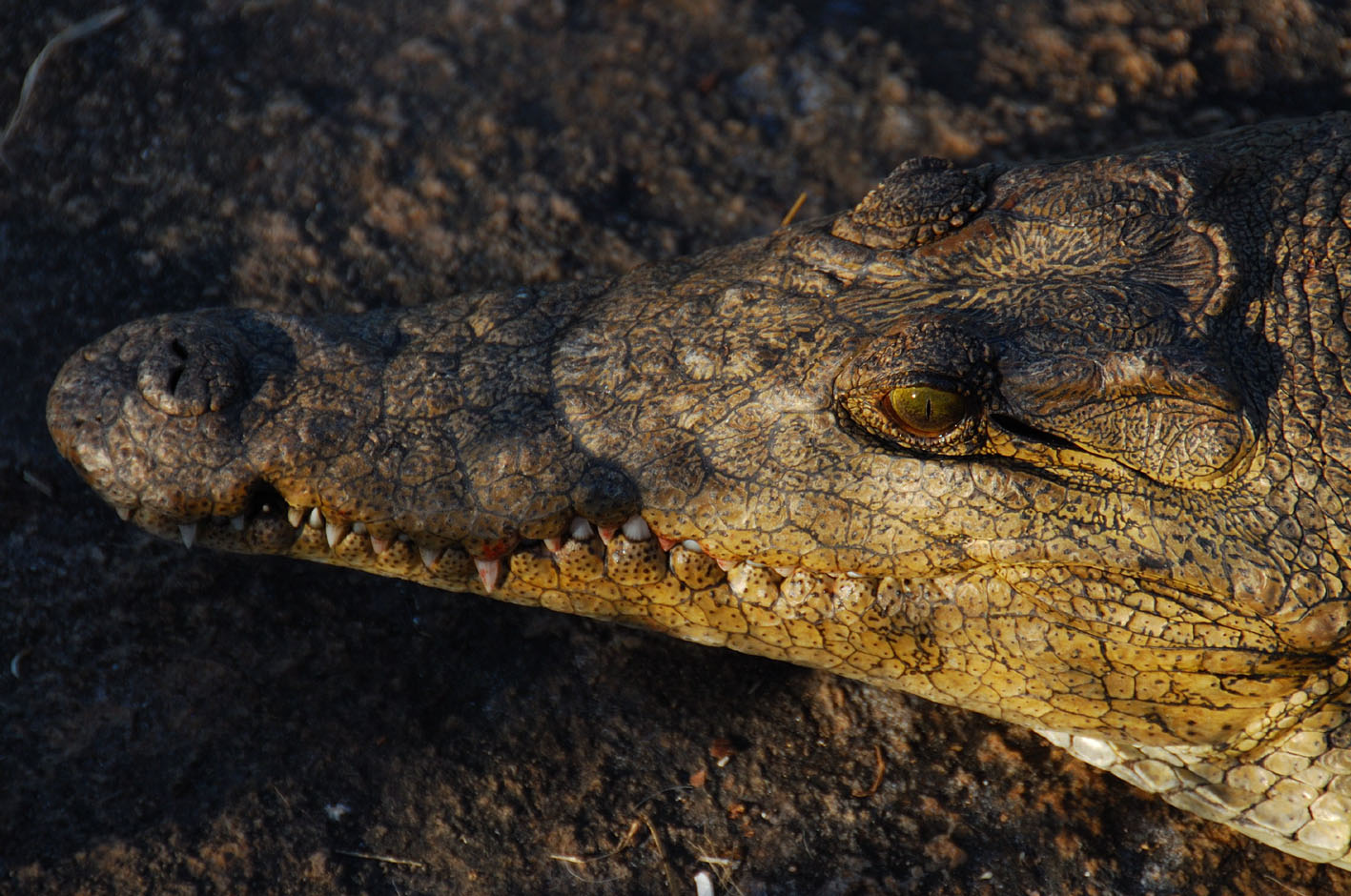 DSC_2133 Crocodile - Chicamba Dam Mozambique.jpg