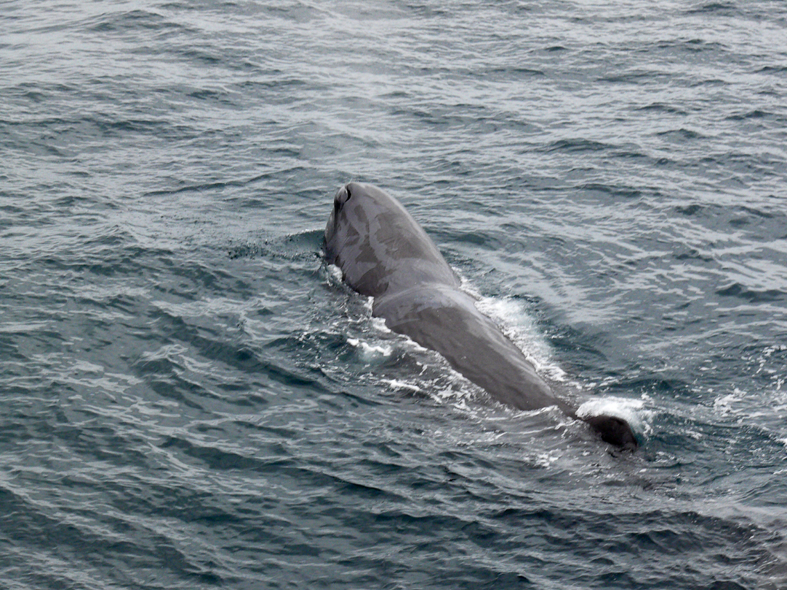 P1020715 - Sperm whale - Chile.jpg