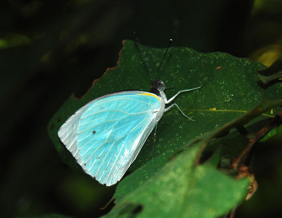 Cambridge Vagrant - Nepheronia thalassina sinalata