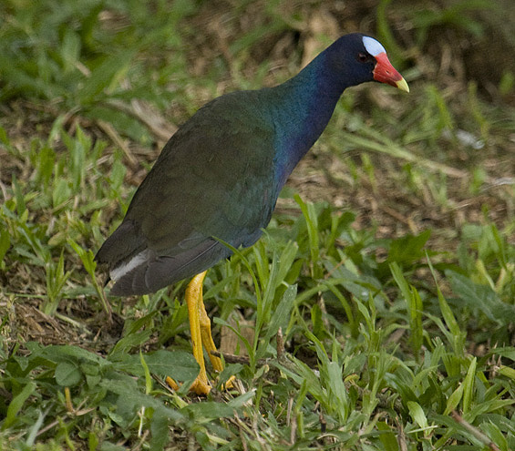 Purple Gallinule 2730.jpg