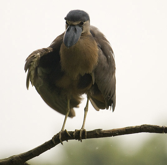 Boat-billed Heron 2767.jpg