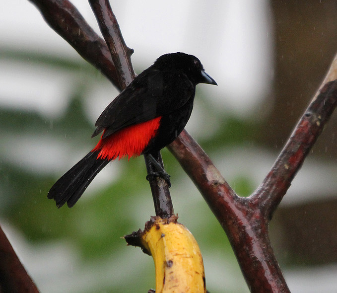 Passerinis Tanager 0711.jpg