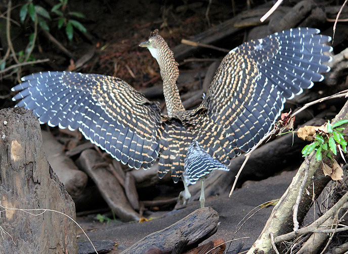 Bare-throated Tiger-Heron 1146.JPG