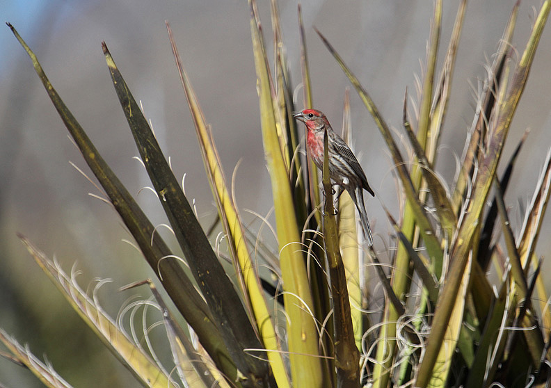House Finch_5112.JPG