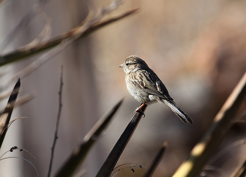 Brewers Sparrow_5245.JPG