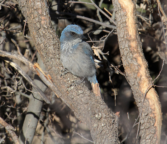 Western Scrub-Jay_5500.JPG