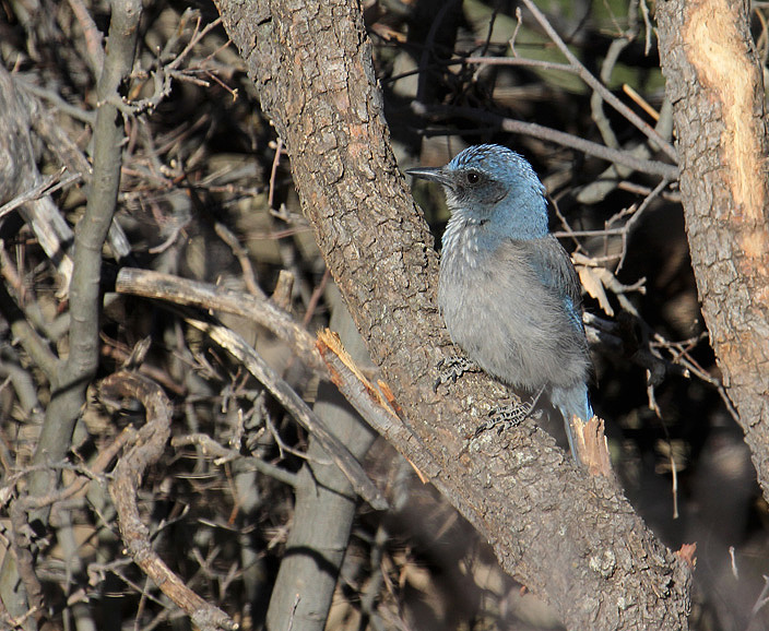 Western Scrub-Jay_5505.JPG