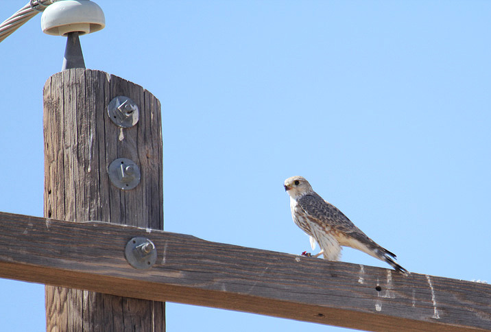 Prairie Merlin_5601.JPG
