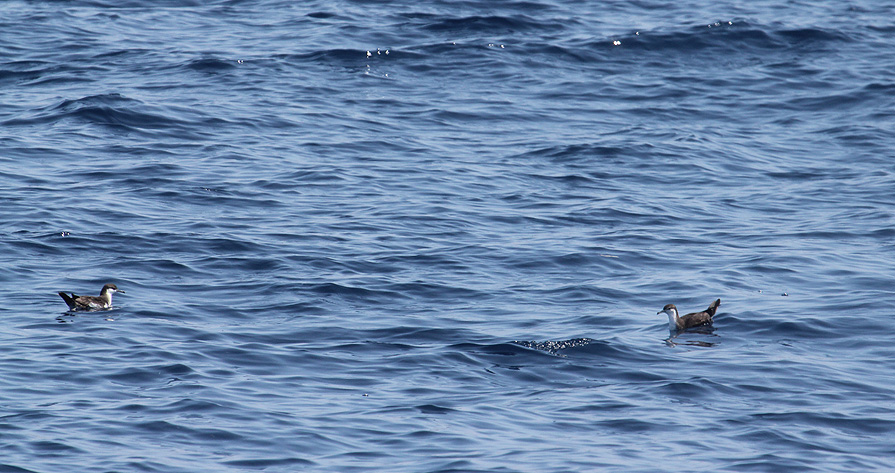 Audubons Shearwaters_8654.JPG