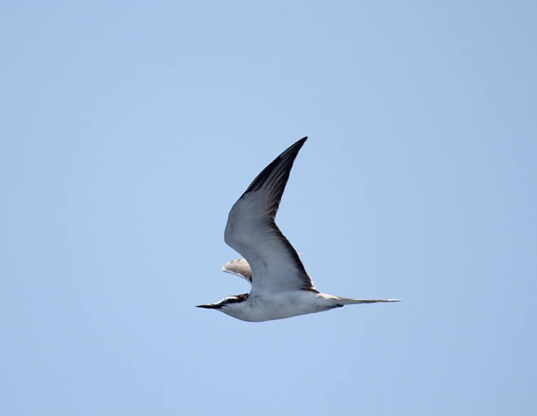 Bridled Tern_8886.JPG