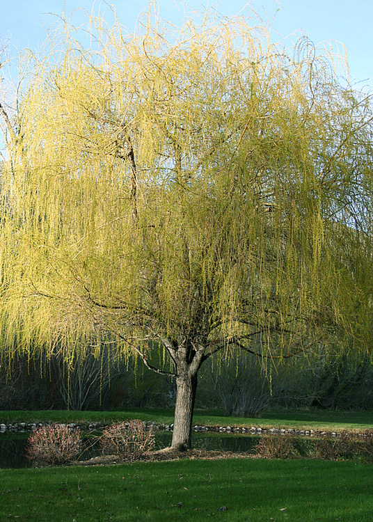 Young Weeping Willow