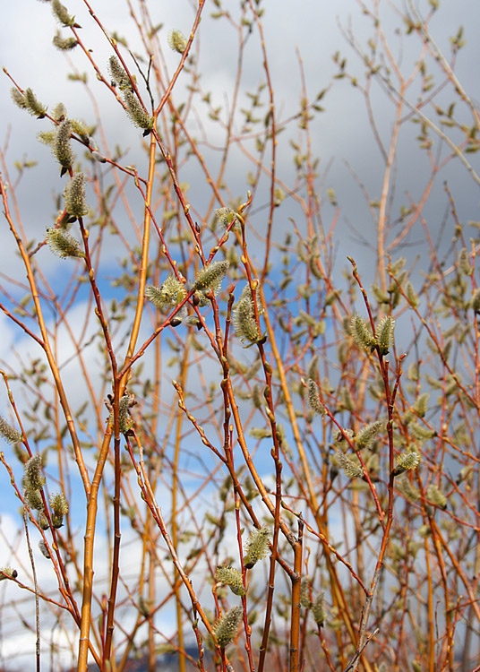 Willow Catkins