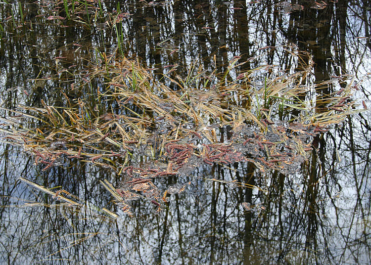 Grass and Reflections 2