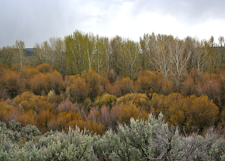 Sage, Williow, Cottonwood