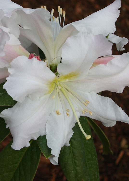 29 White Rhody