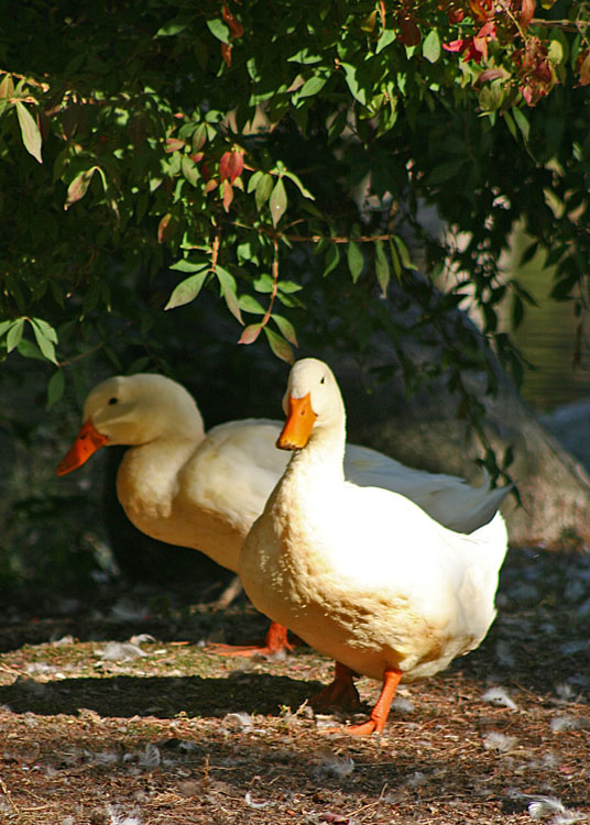 White Duck Couple
