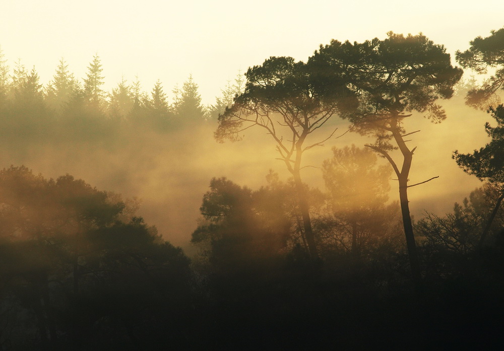 St.Maurice trees 3 web.jpg