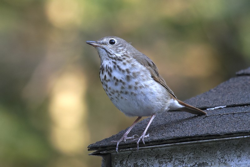 Hermit Thrush