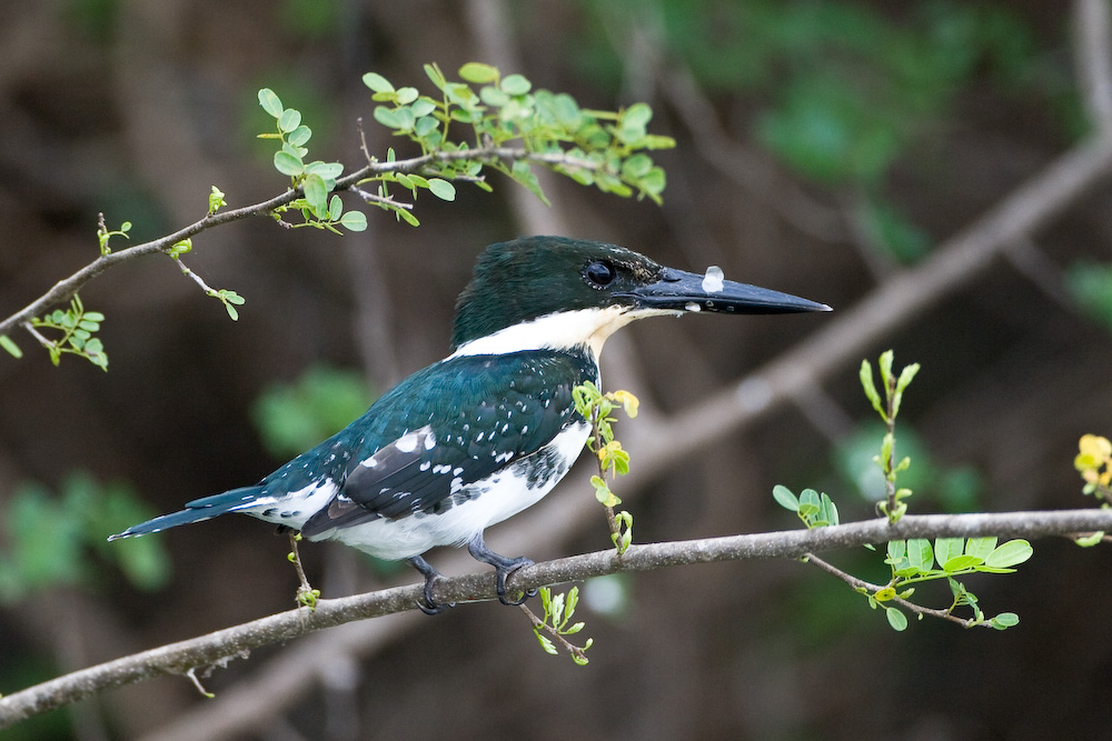 Green Kingfisher
