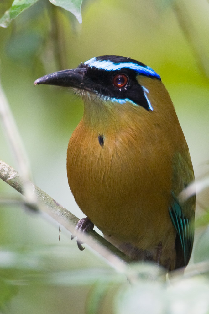 Blue-crowned Motmot