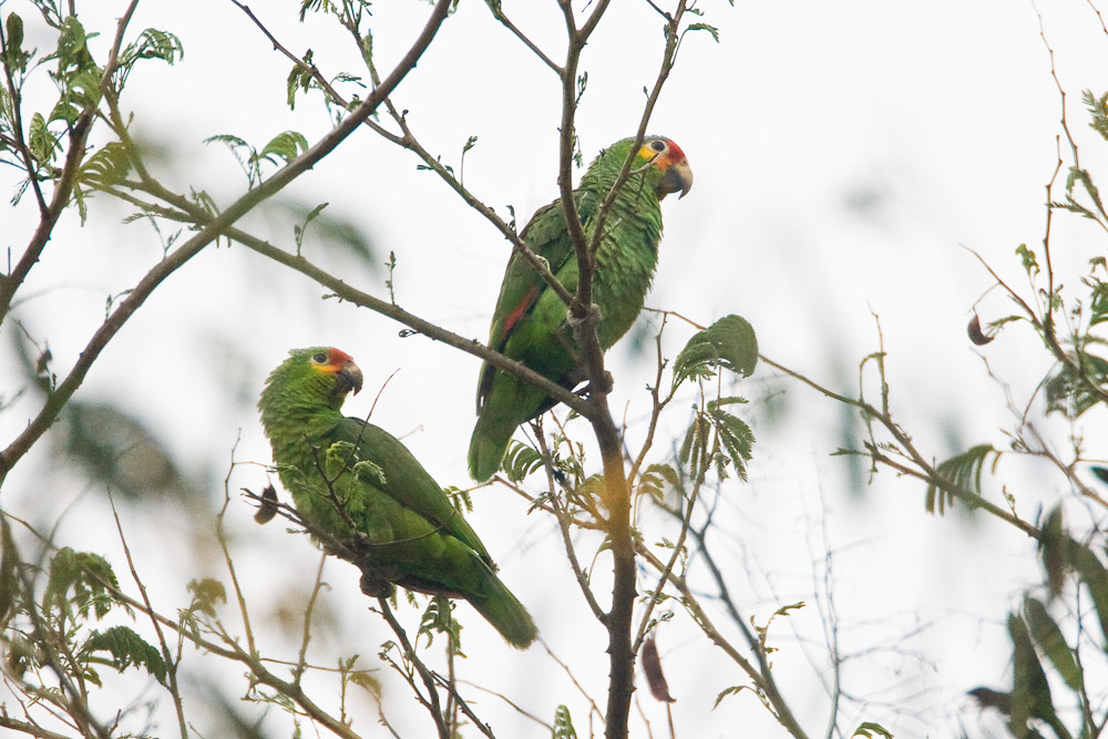 Red-lored Parrots