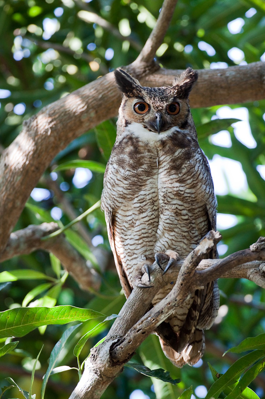 Great Horned Owl