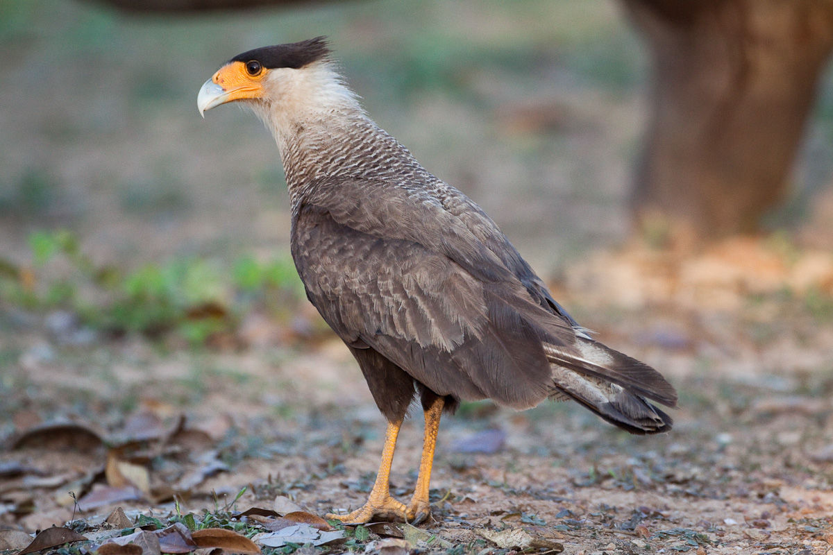 Southern Caracara