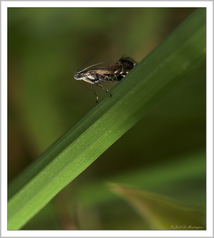 Micro butterfly