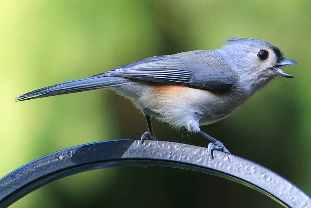 Tufted Titmouse Close up