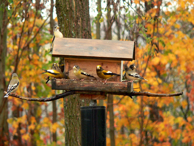 Evening Grosbeaks 