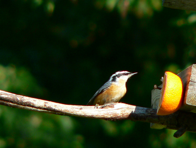 Red-breasted Nuthatch