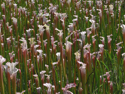 05- Splinter Hill Bog Preserve - White-Topped Pitcher Plants