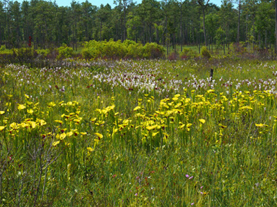 18-Crawford Bog - Conecuh National Forest