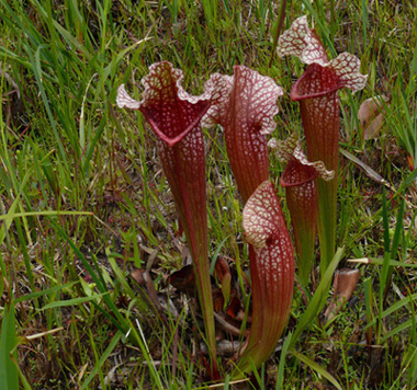 32- Splinter Hill Bog - Hybrid of the Purple Pitcher plant
