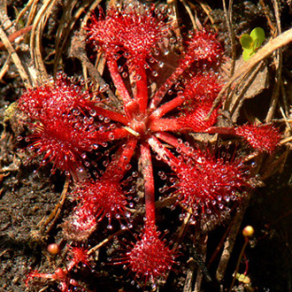 40- Conecuh's Crawford Bog - Dwarf Sundew