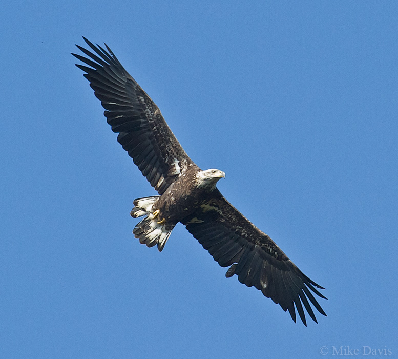 Bald eagle (Haliarrtus leucocephalus)
