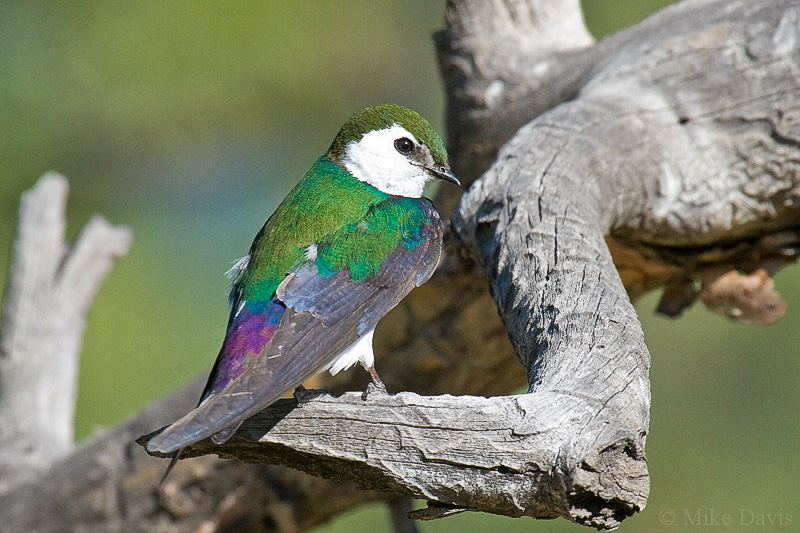 Violet-green swallow (Tachycineta thalassina)
