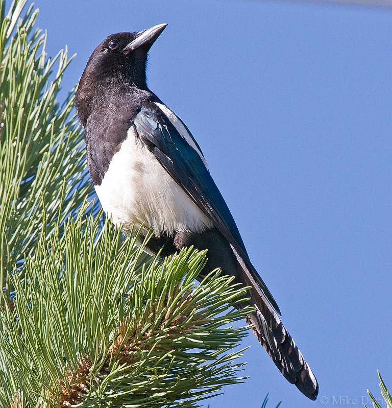 Black-billed magpie (Pica pica)