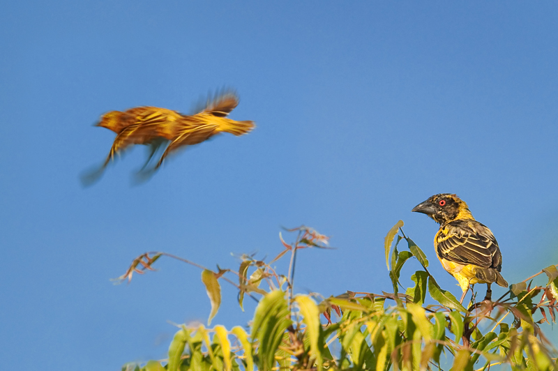 Tisserin gendarme - Ploceus cucullatus - Village Weaver
