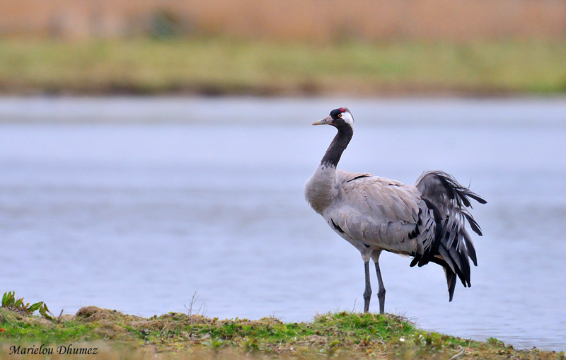 Common Crane -  Grue cendre adulte en plumage d t