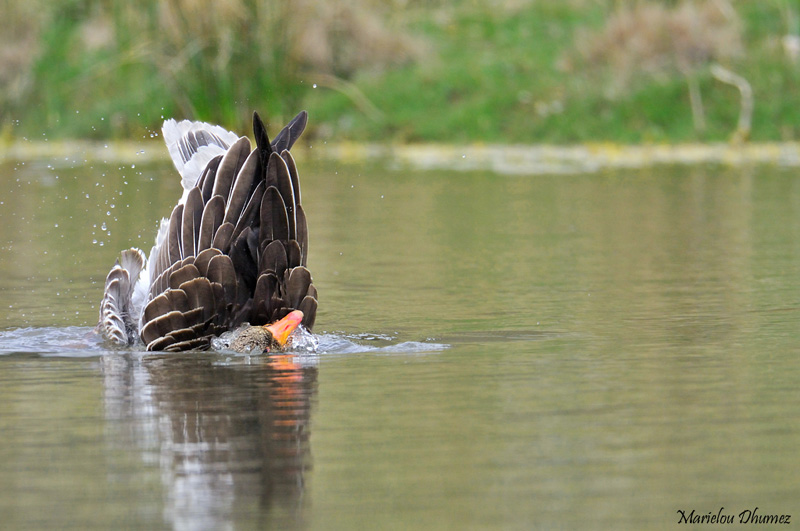 Greylag Goose diving - Plongeon de loie cendre