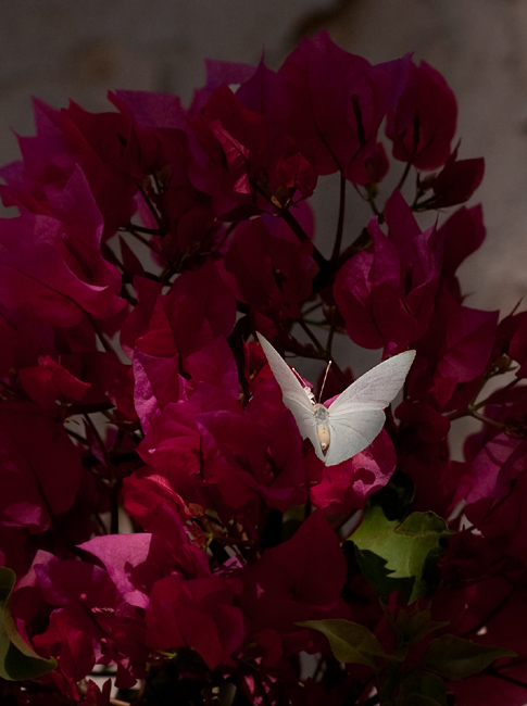 Butterfly in the bougainvilleas