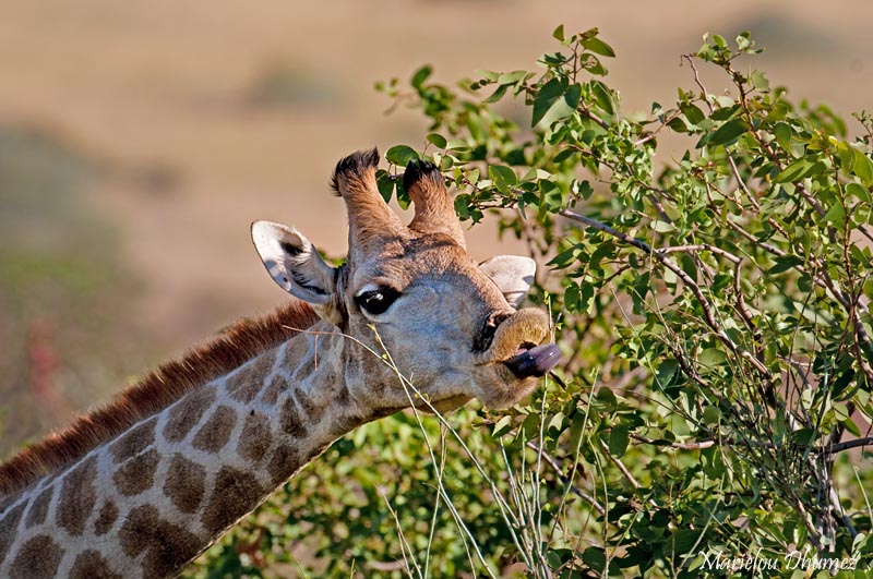 Giraffe with a black tongue !
