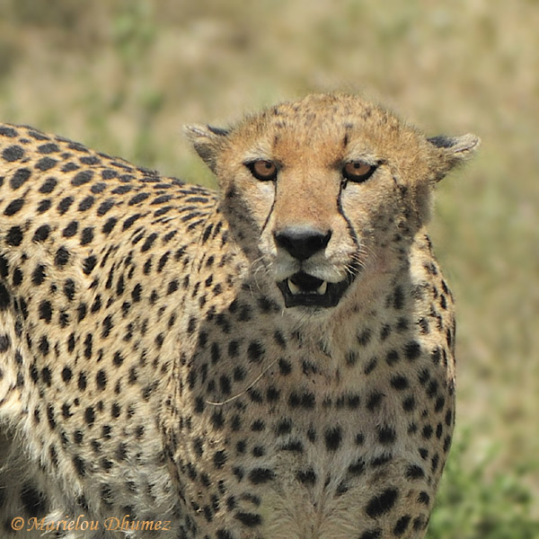 Cheetah is watching you !