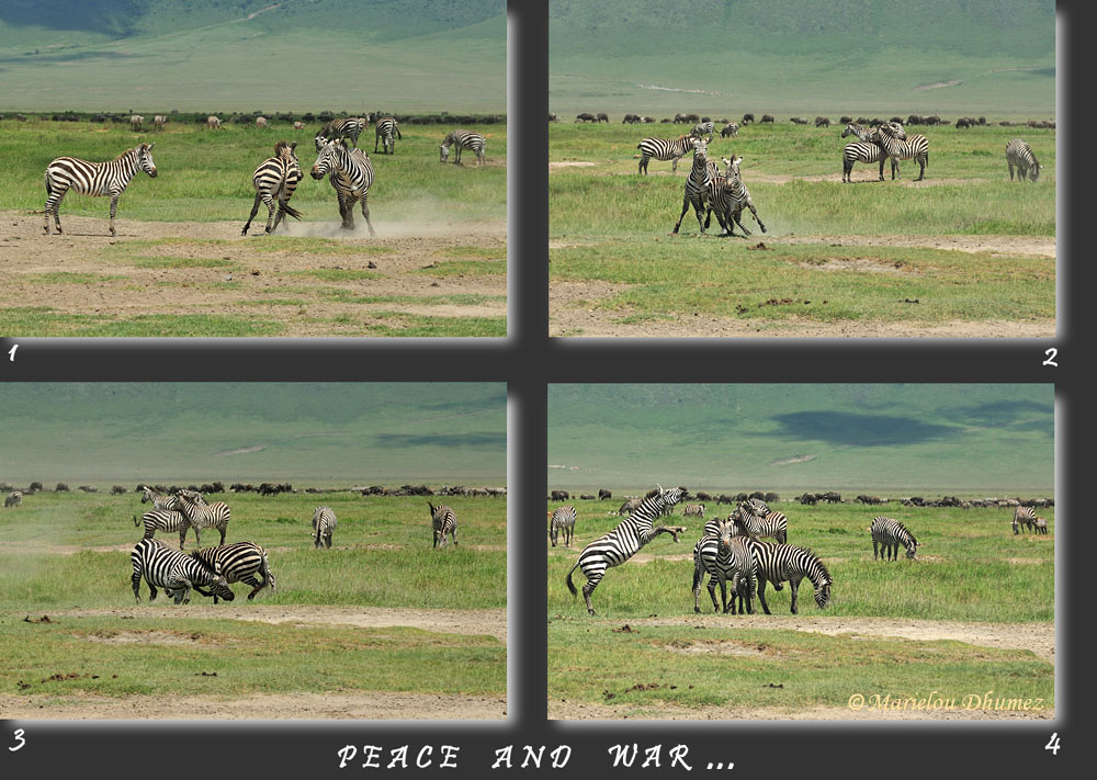 Zebres, Guerre et Paix...