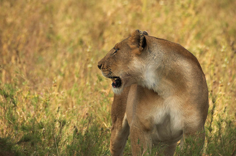 Lioness