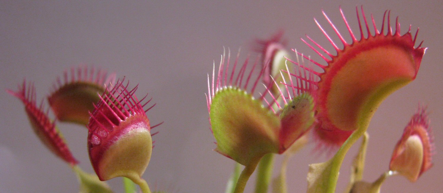 Venus Flytrap.jpg