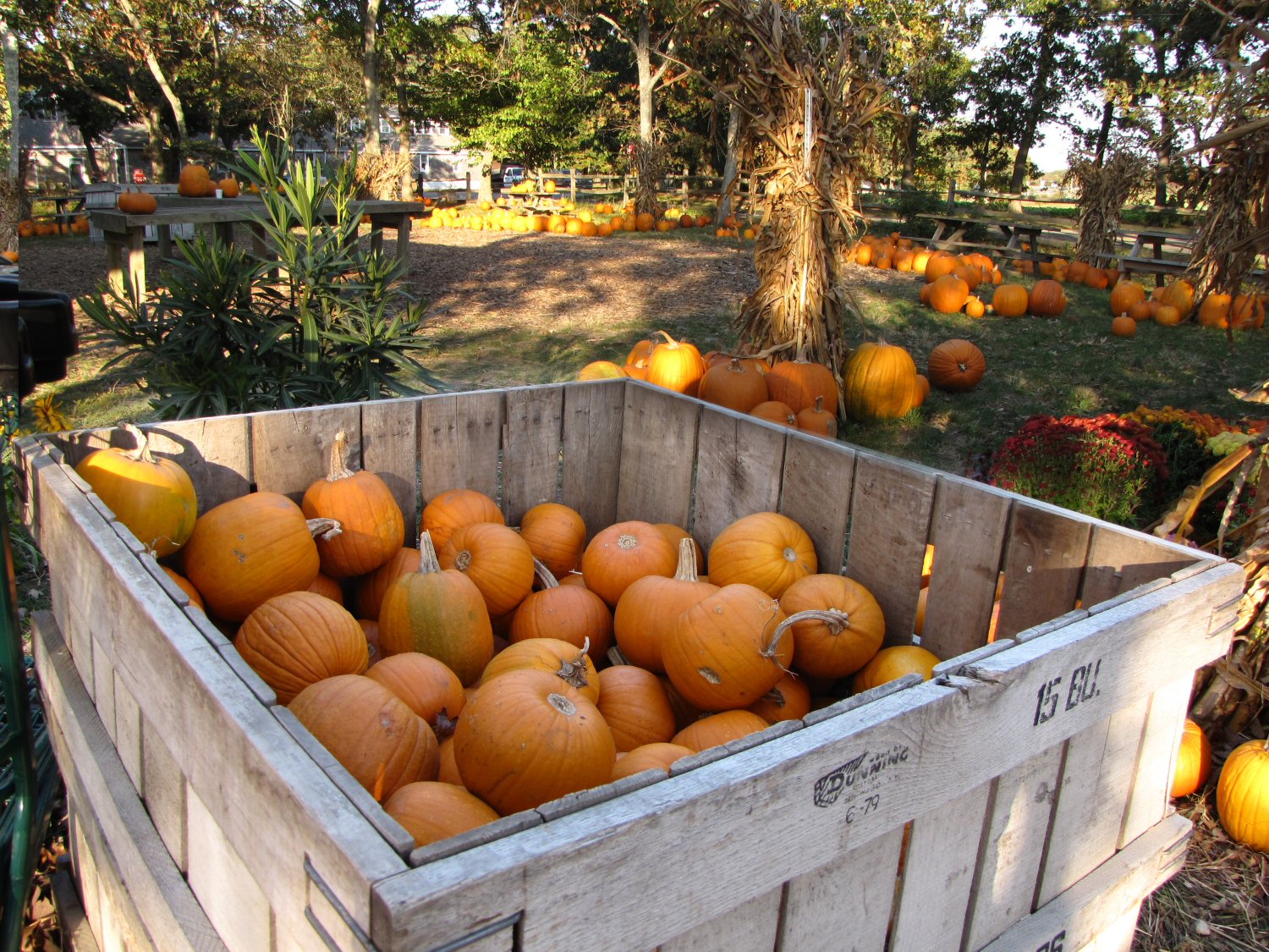 Pumpkins For Sale.jpg
