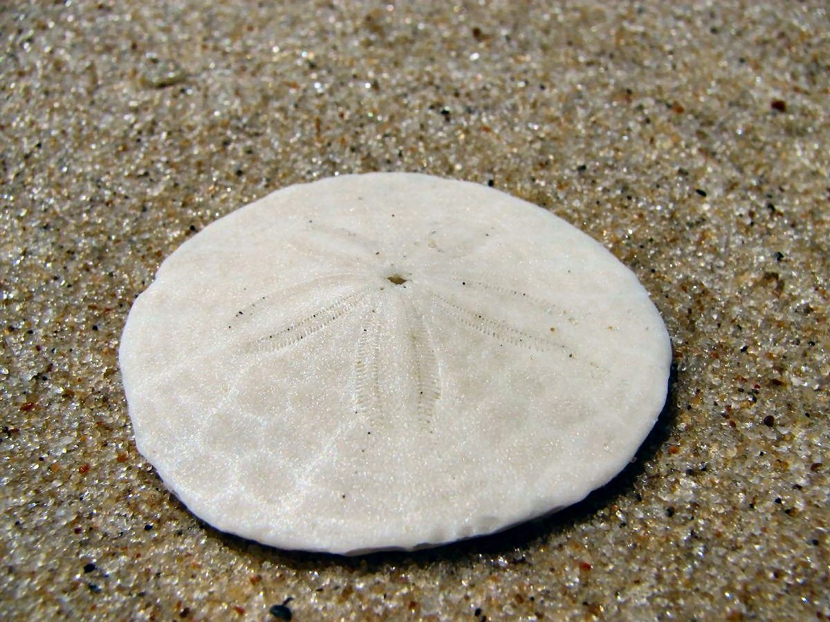 Sand Dollar.jpg